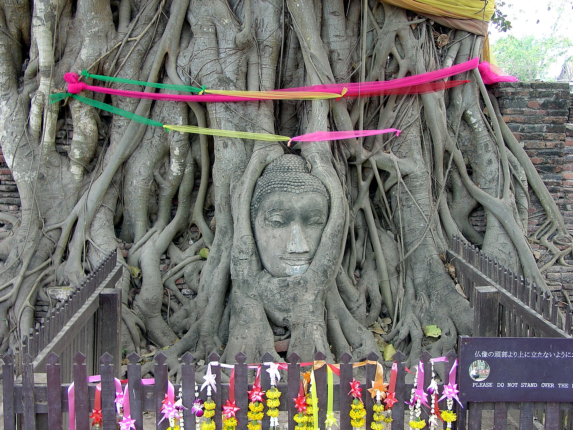 This stone head of Buddha has become entrapped in the roots of a tree, creating one of the most unusual sights in Ayutthaya. The roots continue to grow. This photo was taken January 24, 2004; photos from 1990 show an inch or two of uncovered cheek at