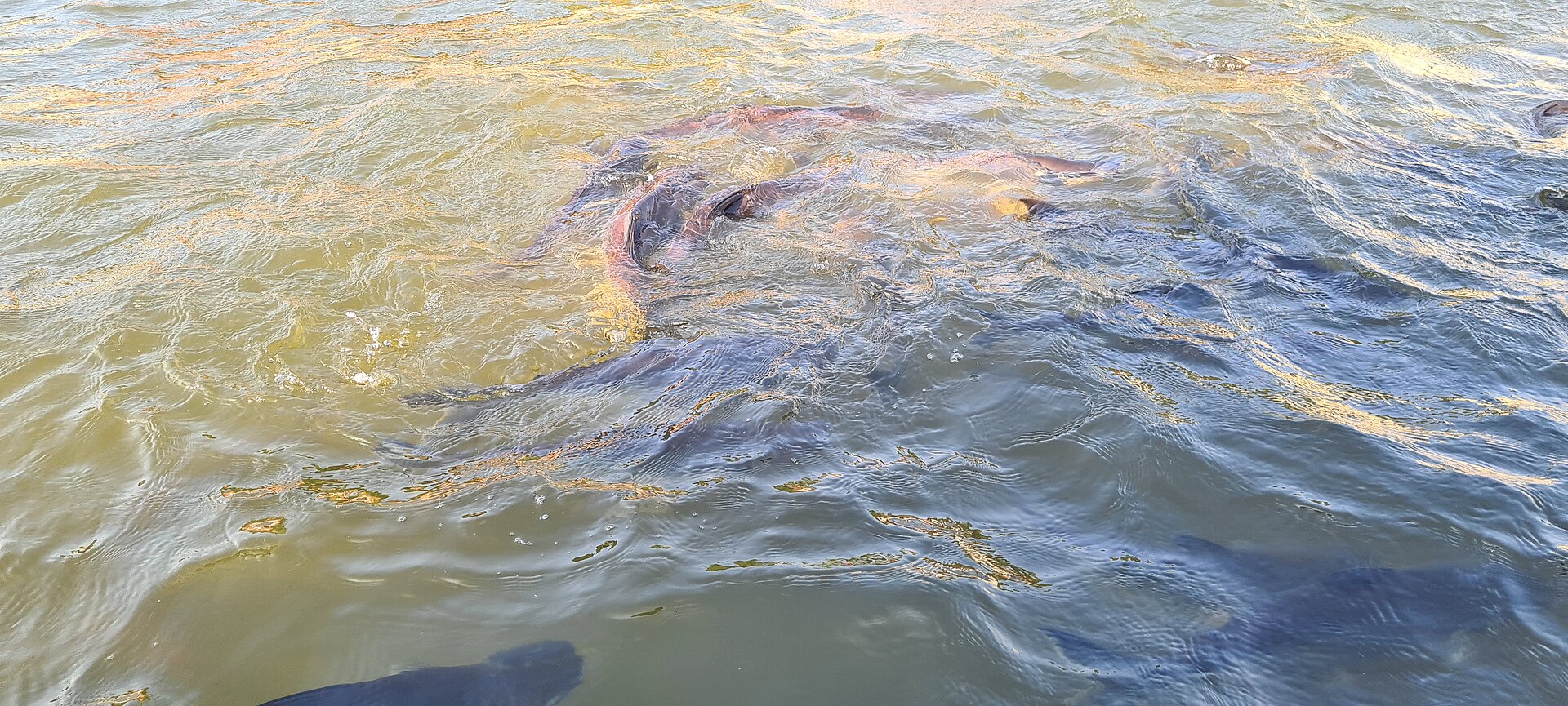 Offrande de nourriture aux poissons-chats du canal Bangkok Noi à Wat Suwannaram