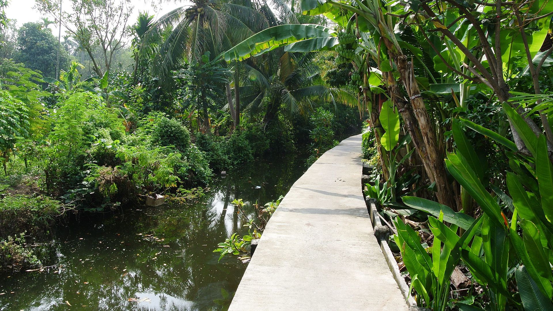 Jungle path on Bang Kachao peninsula near Bangkok