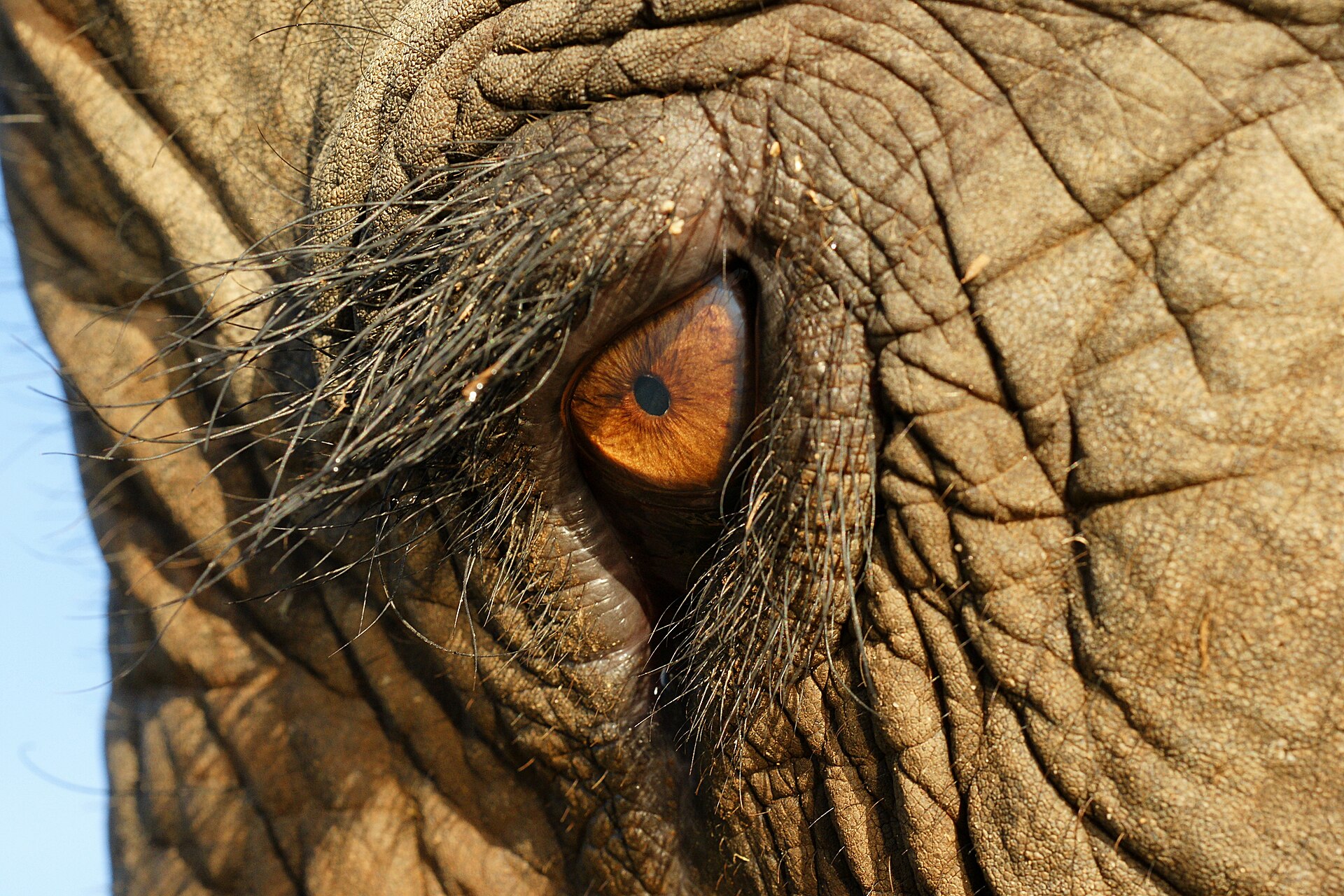 The eye of an asian elephant at Elephant Nature Park, Thailand