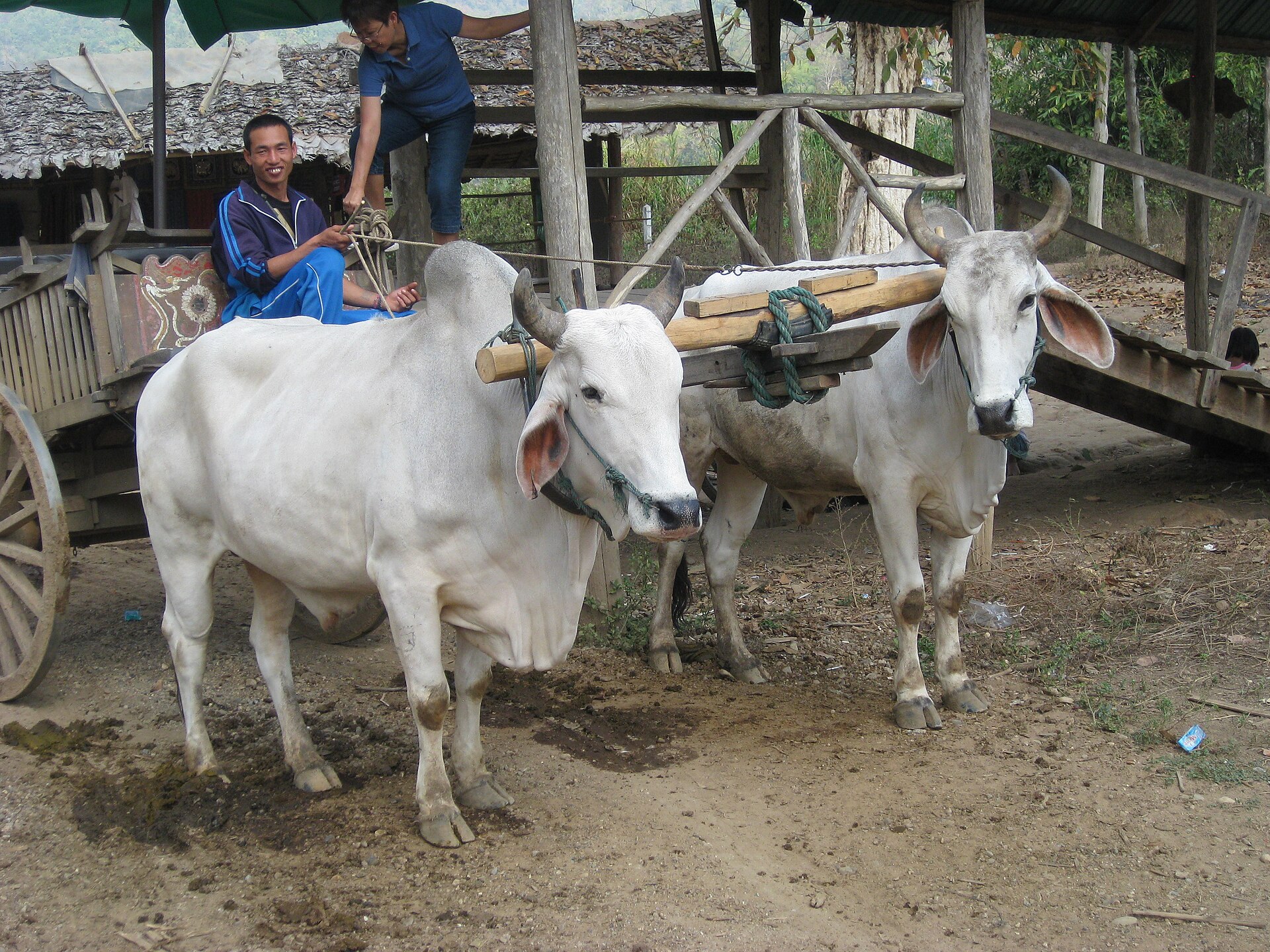 Ox cart at Mae Taeng