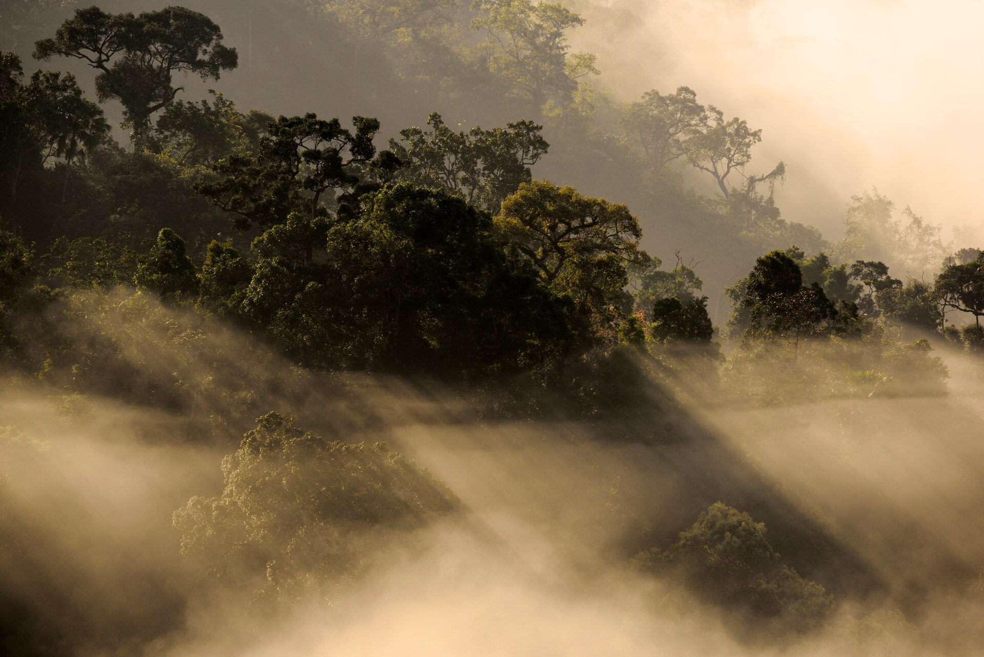 Sea of mist, Panoen Thung mountain, in Kaeng Krachan national park, Thailand. This photo is published under the Creative Commons Attribution-Share-Alike Licence. You are free to use this image, as long as it is shared with attribution under the same